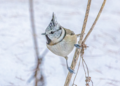 Cincia dal ciuffo (Lophophanes cristatus)