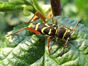 Le clyte bélier (Clytus arietis) est un coléoptère mimétique des guêpes.