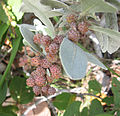 Conocarpus erectus