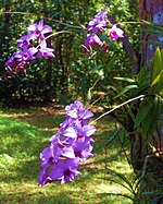 Куктаун орхидея