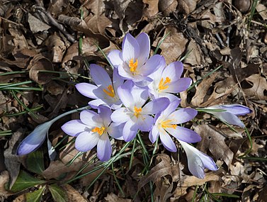 Crocus tommasinianus dans le jardin botanique de Brooklyn. Mars 2019.