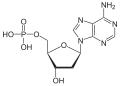 Deutsch: Struktur von Desoxyadenosinmonophosphat English: Structure of Deoxyadenosine monophosphate