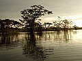 lagoon Grande (Cuyabeno Wildlife Reserve)