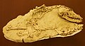 Fossil Skeleton of Eucyon davisi