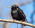 Image 83European starling in Central Park