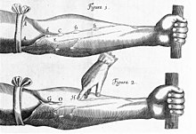 Dessin d'une expérience l'existence de valves veineuses.