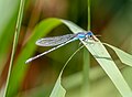 Image 47Familiar bluet in the Jamaica Bay Wildlife Refuge