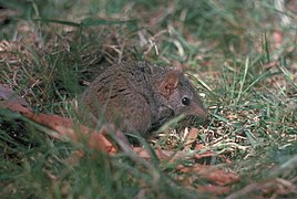 Fat-tailed dunnart in grass - DPLA - 301c2b6d0dc6701abb49a0d3d24a8a57.jpg