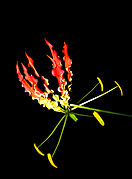 Flame lily (Gloriosa superba).JPG