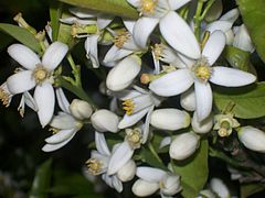 Blossoms of the orange tree