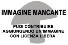 Immagine di Cladonia connexa mancante