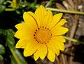 Gazania rigens (gul)