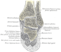 발목 관절과 목말발꿈치관절 (talocalcaneal joint)의 관상면