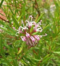 Miniatura para Grevillea sericea