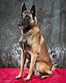 Pastore belga Malinois: 195 psi (13,9 kg/cm2)