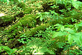 Image 13Downed wood replenishes topsoil as it decays. (from Old-growth forest)