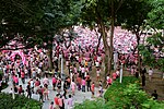 Looking down at a very large crowd of people dressed in shades of pink in Hong Lim Park