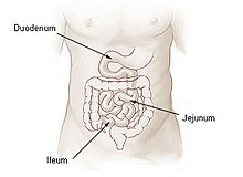 המעי הריק באמצע (Jejunum)