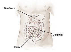 Small intestine