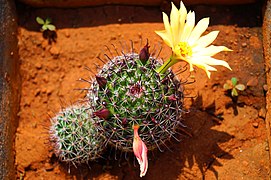 Fish hook cactus (Mammillaria beneckei var. balsasoides)