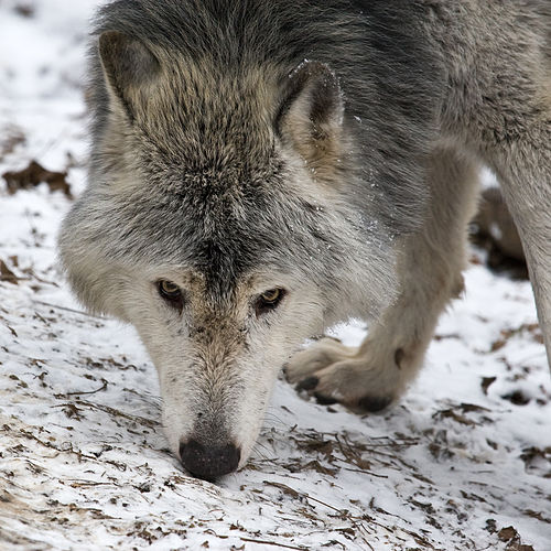 Лесной восточный волк (Canis lupus lycaon) в Шёнбруннском зоопарке (Вена, Австрия)