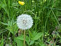 Paardenbloem Taraxacum officinale. De zaden vormen een prachtig kunstwerkje.