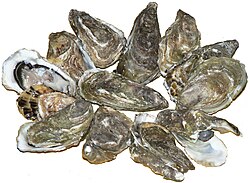 Ostras-do-pacífico (Crassostrea gigas)