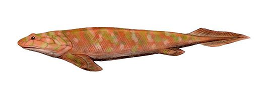 Panderichthys (Sarcopterigio)
