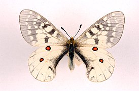 加州絹蝶 P. clodius