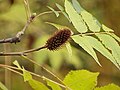 굴피나무(Platycarya strobilacea)의 군잎과 열매 꽃차례