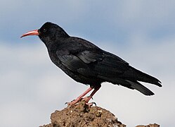 Oiseau posé au sol vu de côté.