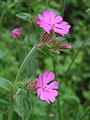 Silene dioica