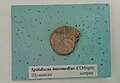 en:Spitidiscus intermedius d'Orbigny, en:Hauterivian, en:Shumen Province, (Coll. V.Tzankov) at the en:Sofia University "St. Kliment Ohridski" Museum of Paleontology and Historical Geology