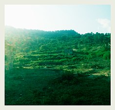 A view of mountain patti. The Forest view patti. Logoja Kogi