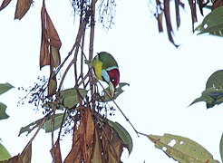 Versicolored Barbet (Eubucco versicolor) (9496823999).jpg