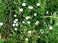 1. angeblich Calystegia sepium