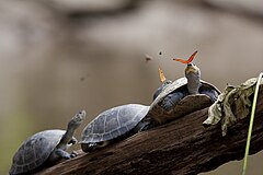 最優秀賞: Two Julia Butterflies (Dryas iulia) drinking the tears of turtles in Ecuador. The turtles placidly permit the butterflies to sip from their eyes as they bask on a log. This "tear-feeding" is a phenomenon known as lachryphagy. Attribution: amalavida.tv (flickr) (CC BY-SA 2.0)