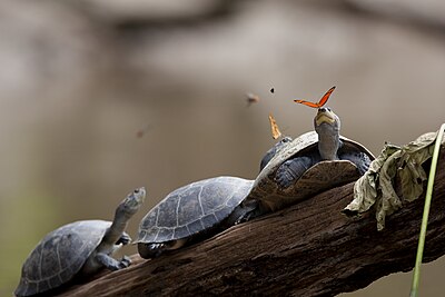 Twee Julia-skoenlappers (Dryas Iulia) drink die trane van skilpaaie (Podocnemis expansa?) in Ecuador.