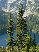Abeto alpino en el parque nacional de las Cascadas del Norte.