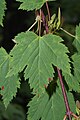 Acer glabrum