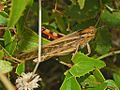 Locusta migratoria cinerascens, аталық дарасы