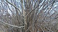 Alnus incana var. tenuifolia next to the Columbia River in East Wenatchee, Douglas County Washington