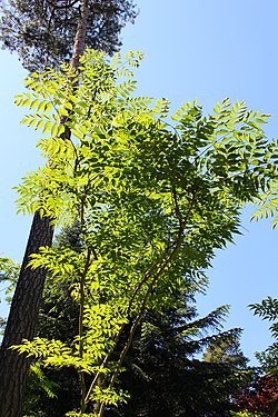 Puistoaralia (Aralia chinensis)