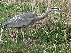 Ridgefield NWR