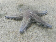 Astropecten armatus