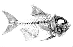 Skelet af benfisk Beryx decadactylus