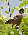 Lanceolated jay