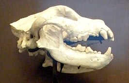 Borophagus