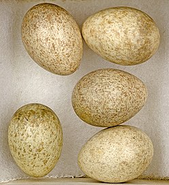 Eggs of Calandrella brachydactyla - MHNT