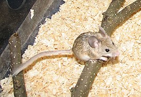 Calomyscus sp.